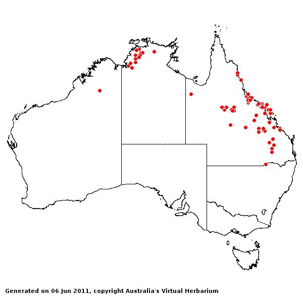 Setaria oplismenoides AVH 2011