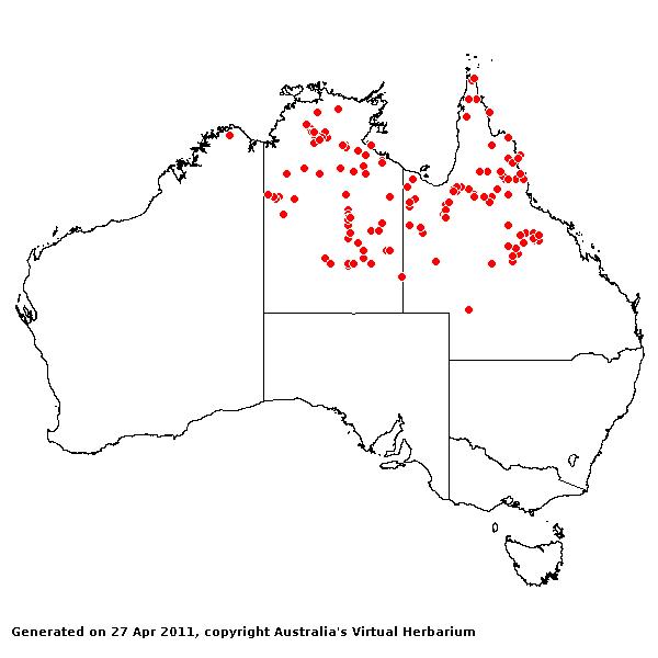 Eriachne armitii AVH 2011