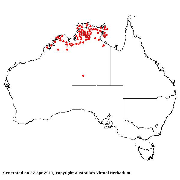 Eriachne avenacea AVH 2011