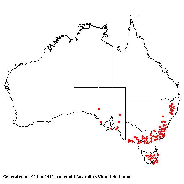 Rytidosperma laeve AVH 2011