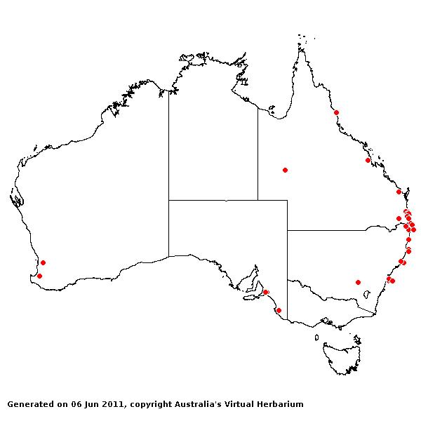 Setaria palmifolia AVH 2011