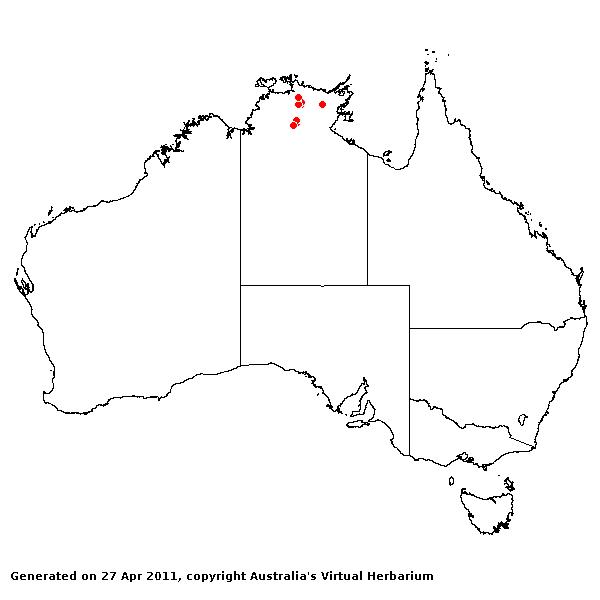 Eriachne axillaris AVH 2011