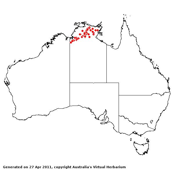 Eriachne basedowii AVH 2011