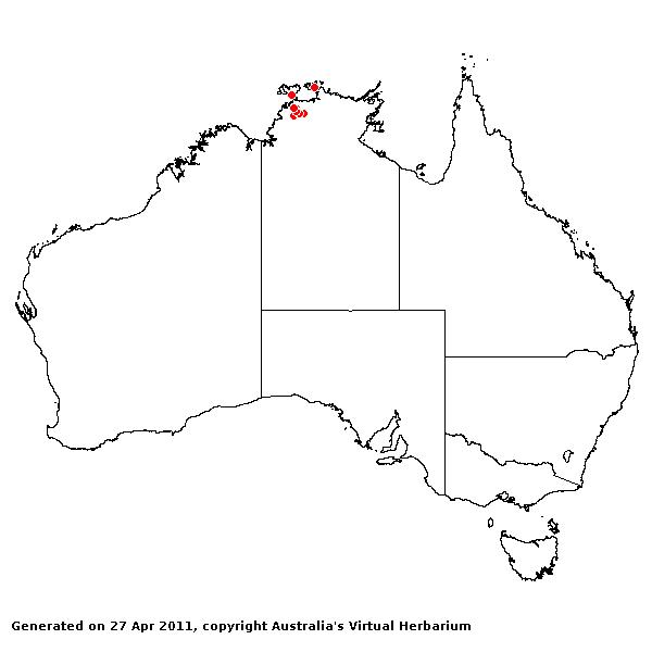 Eriachne bleeseri AVH 2011