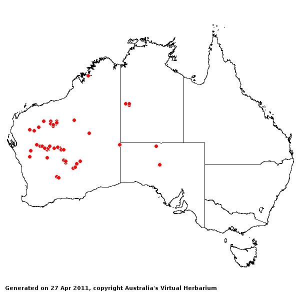 Eriachne flaccida AVH 2011