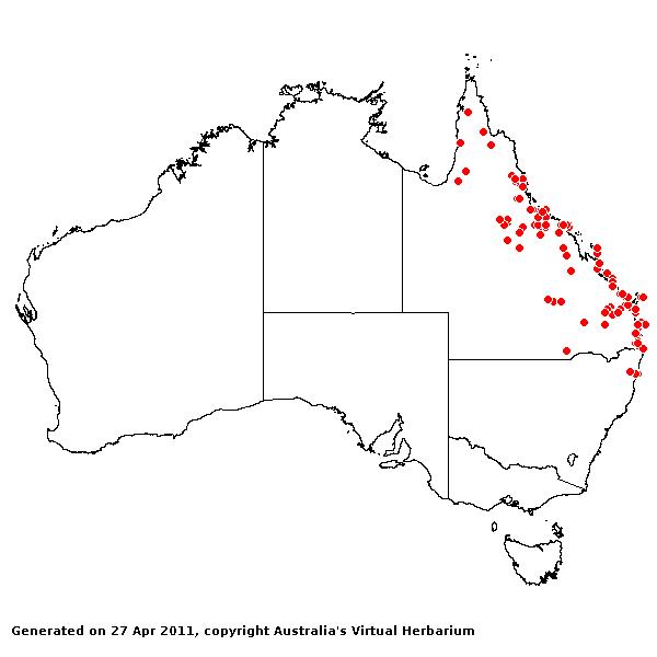 Eriachne rara AVH 2011