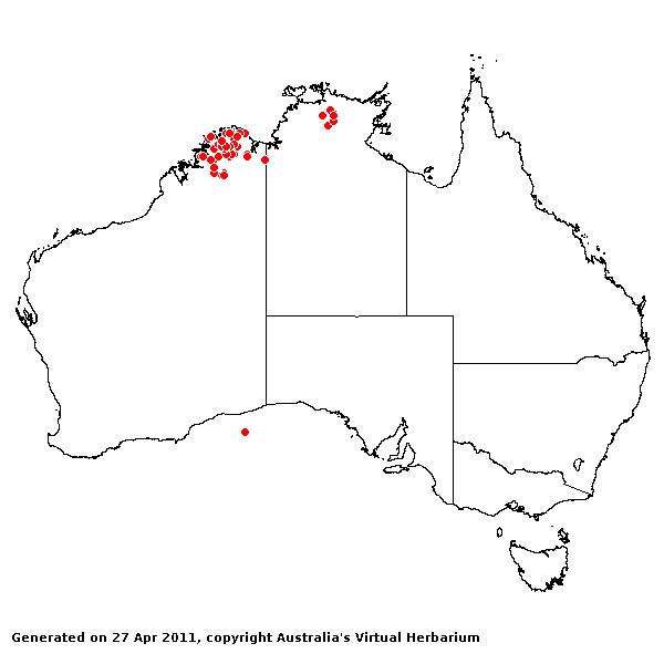 Eriachne pauciflora AVH 2011