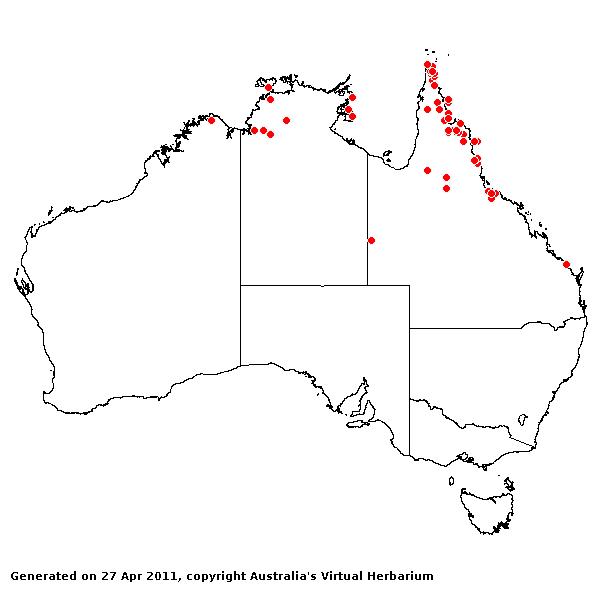 Eriachne squarrosa AVH 2011