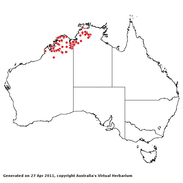 Eriachne sulcata AVH 2011