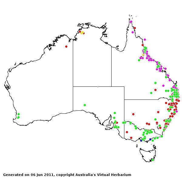 Setaria pumila AVH 2011