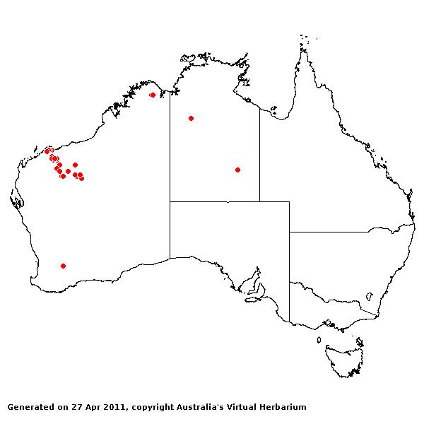 Eriachne tenuiculmis AVH 2011