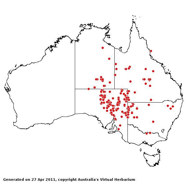 Eriochloa australiensis AVH 2011