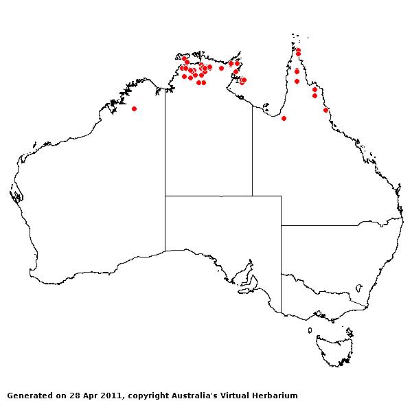 Eulalia annua AVH 2011