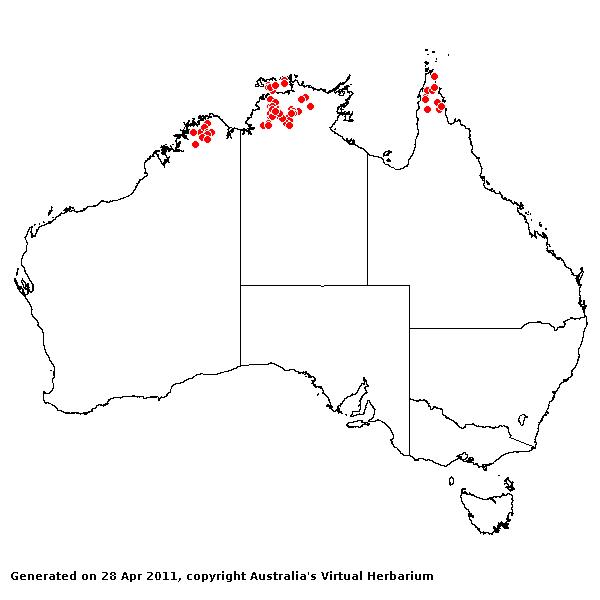 Eulalia mackinlayi AVH 2011