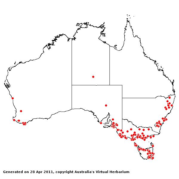Festuca arundinacea AVH 2011