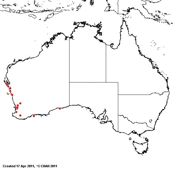 Ehrharta brevifolia AVH 2011