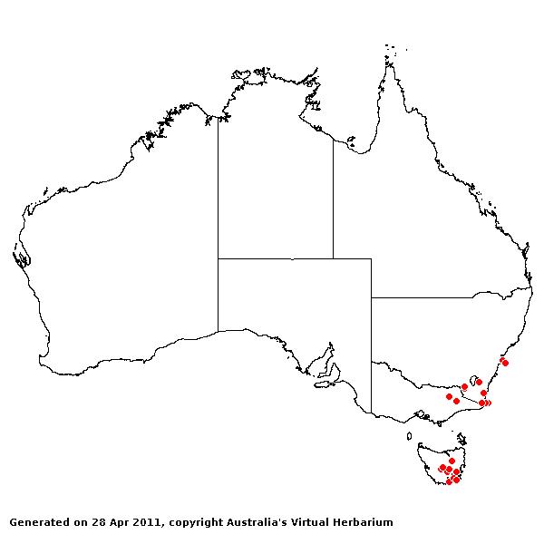 Festuca nigrescens AVH 2011