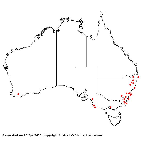 Festuca pratensis AVH 2011