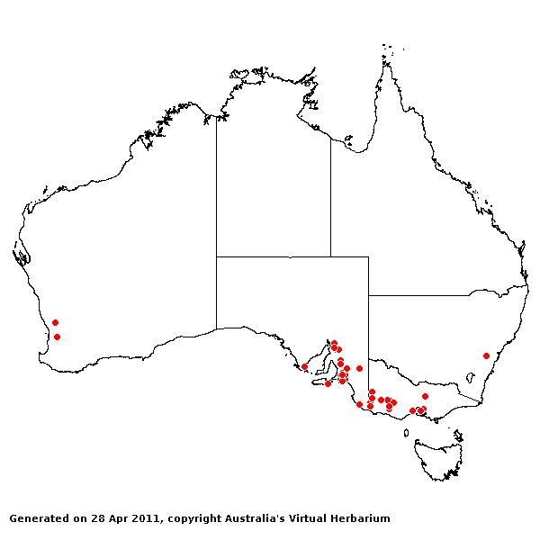 Gastridium phleoides avh