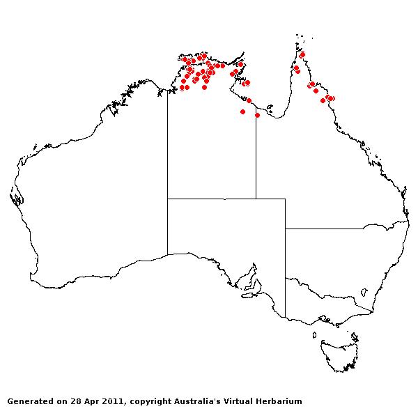 Germainia grandiflora AVH 2011