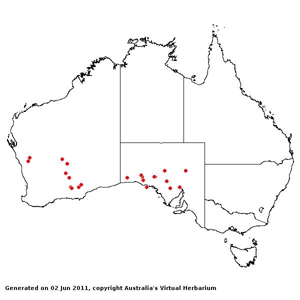 Schismus arabicus AVH 2011