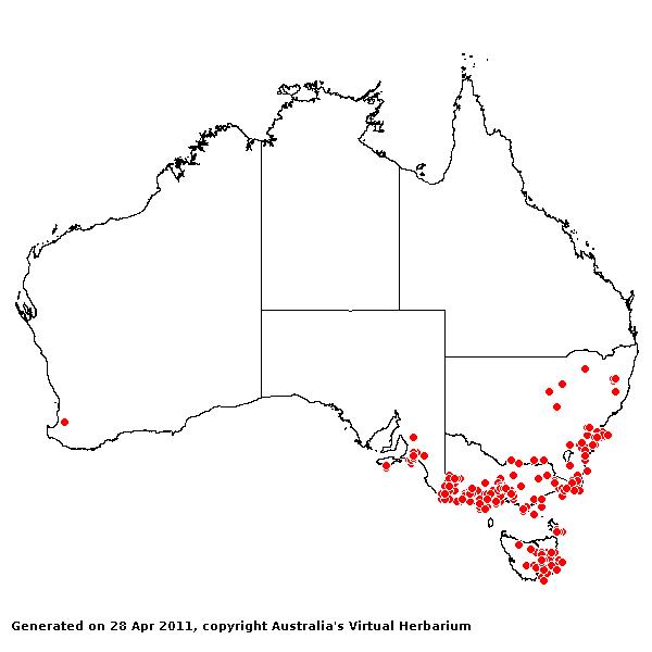 Glyceria australis AVH 2011