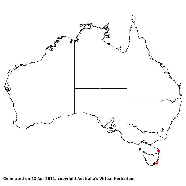 Glyceria fluitans AVH 2011