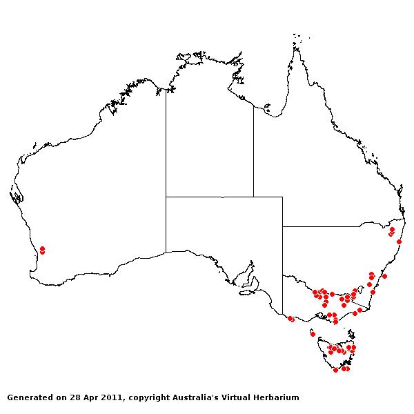 Glyceria maxima AVH 2011