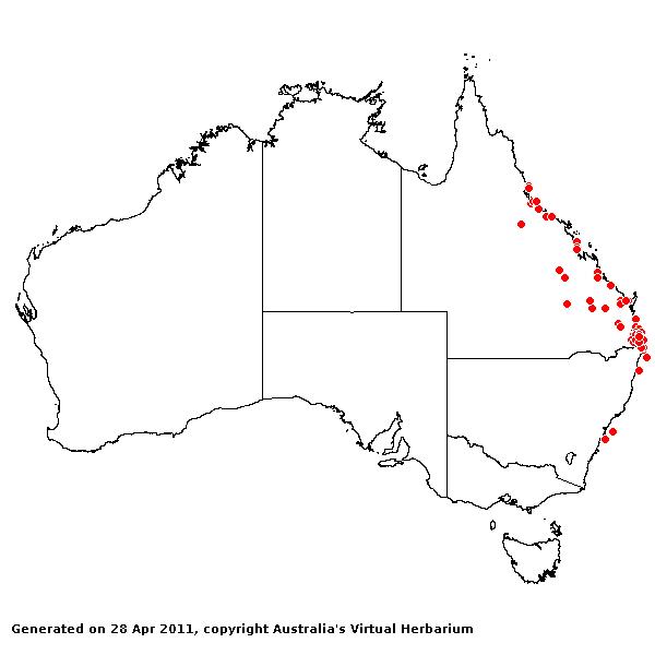 Hamarthria uncinata var. spathacea AVH 2011