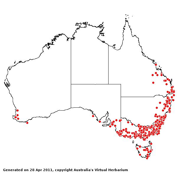 Hemarthria uncinata var. uncinata AVH 2011