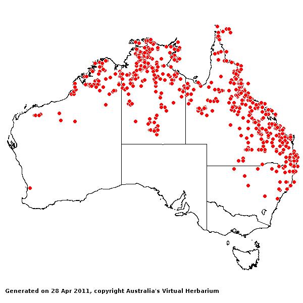 Heteropogon contortus AVH 2011