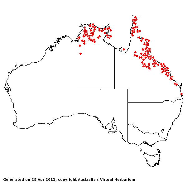 Heteropogon triticeus AVH 2011