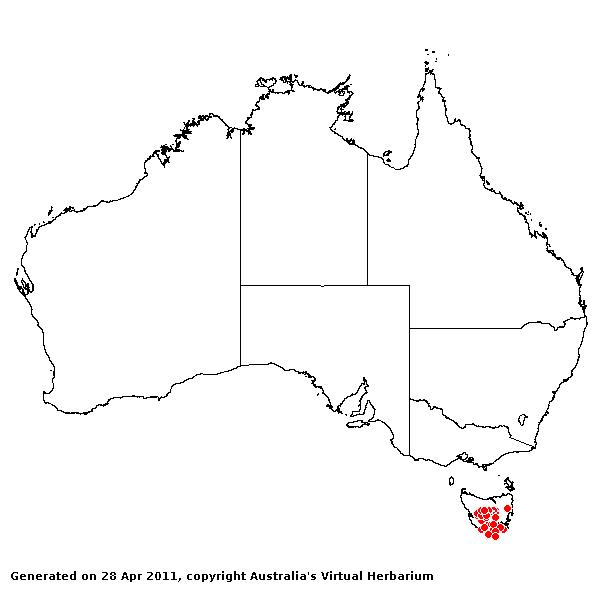 Hierochloa fraser AVH 2011