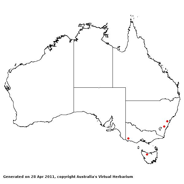 Holcis mollis AVH 2011