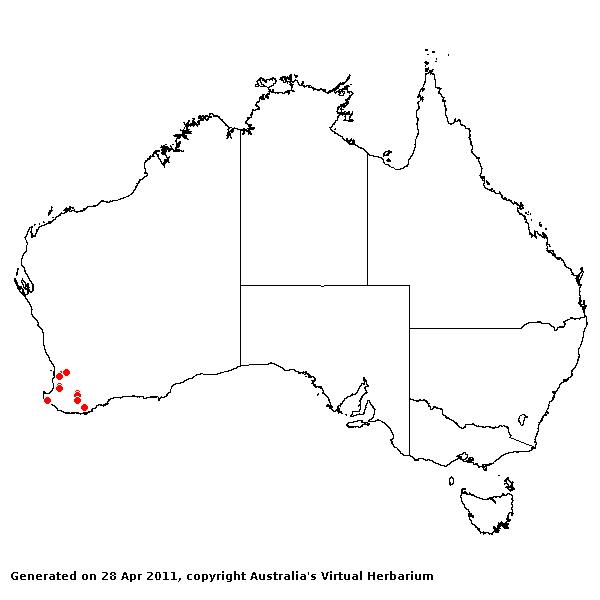 Holcus setiger AVH 2011