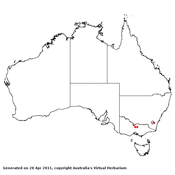 Hordeum secalinum AVH 2011