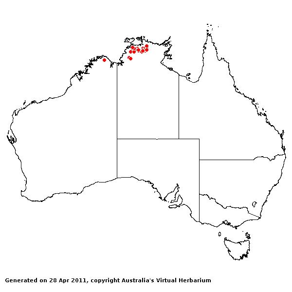 Hygrochloa aquatica AVH 2011