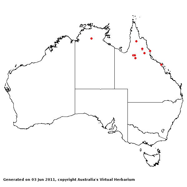Schizachyrium dolosum AVH 2011