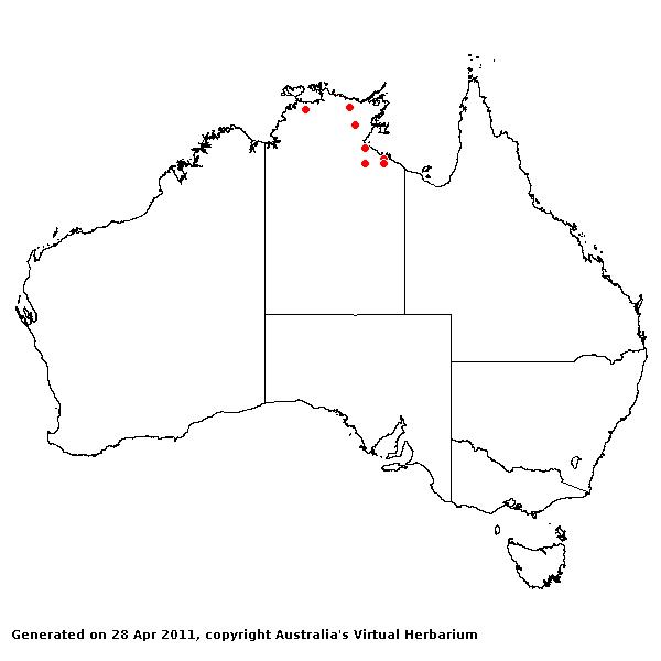 Hygrochloa cravenii AVH 2011