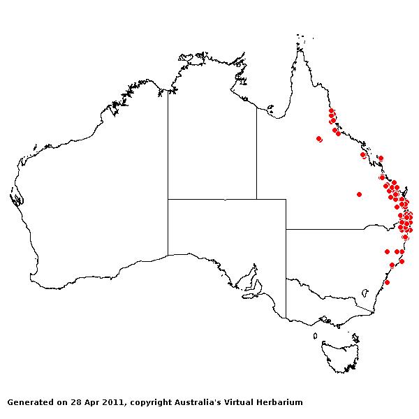 Hyparrhenia filipendula AVH 2011