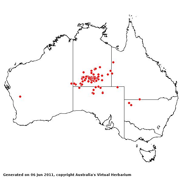 Sprobolus blakei AVH 2011