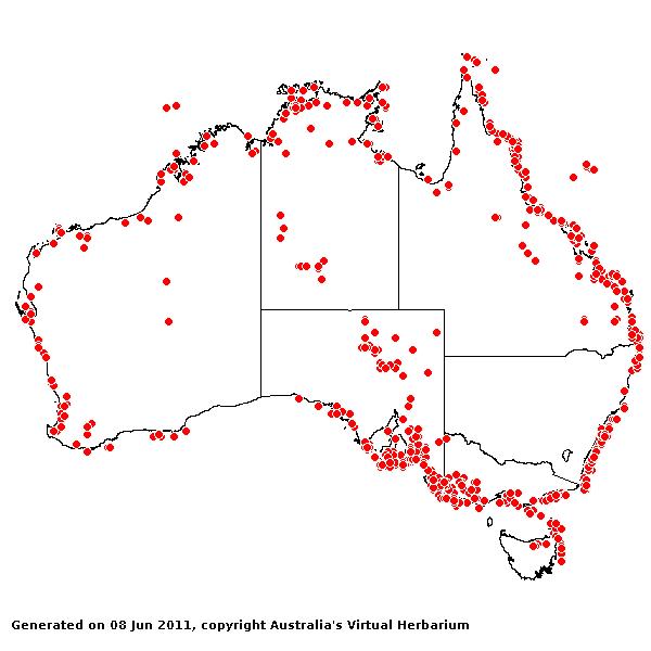 Sporobolus virginicus AVH 2011