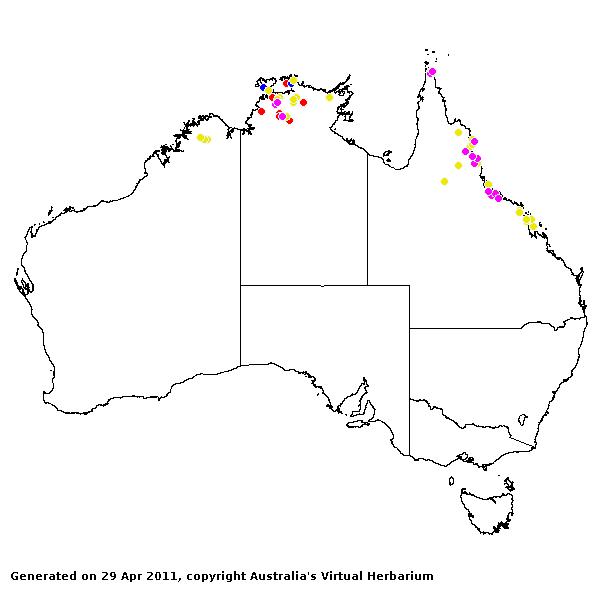 Ischaemum rugosum AVH 2011