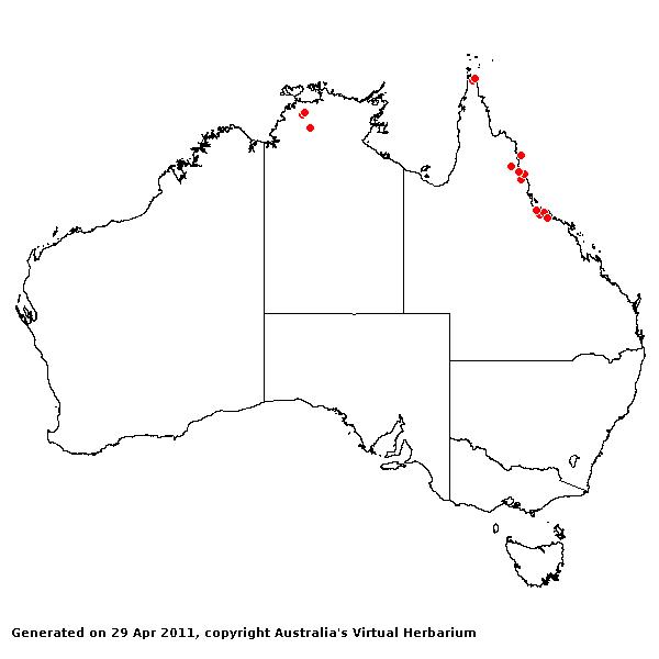 Ischaemum rugosum var. segetum AVH 2011
