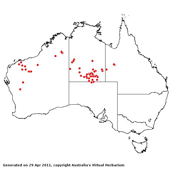 Iseilema dolichotrichum AVH 2011