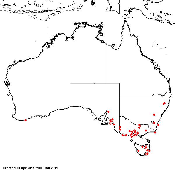 Eytrigia repens AVH 2011