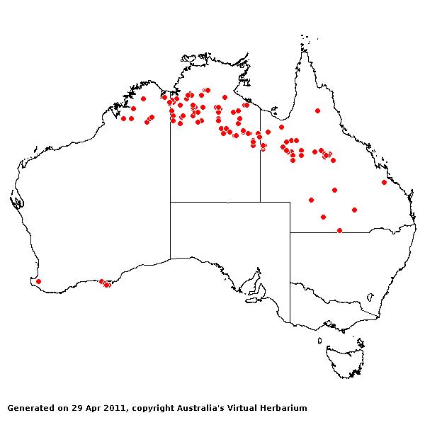 Iseilema fragile AVH 2011