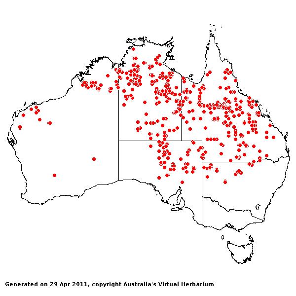 Iseilema vaginiflorum AVH 2011