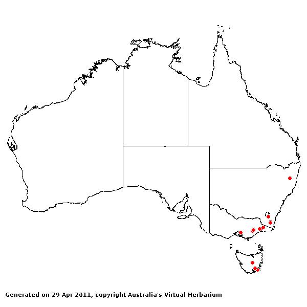 Koeleria macrantha AVH 2011