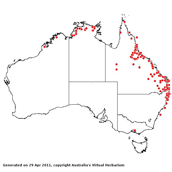 Leersia hexandra AVH 2011